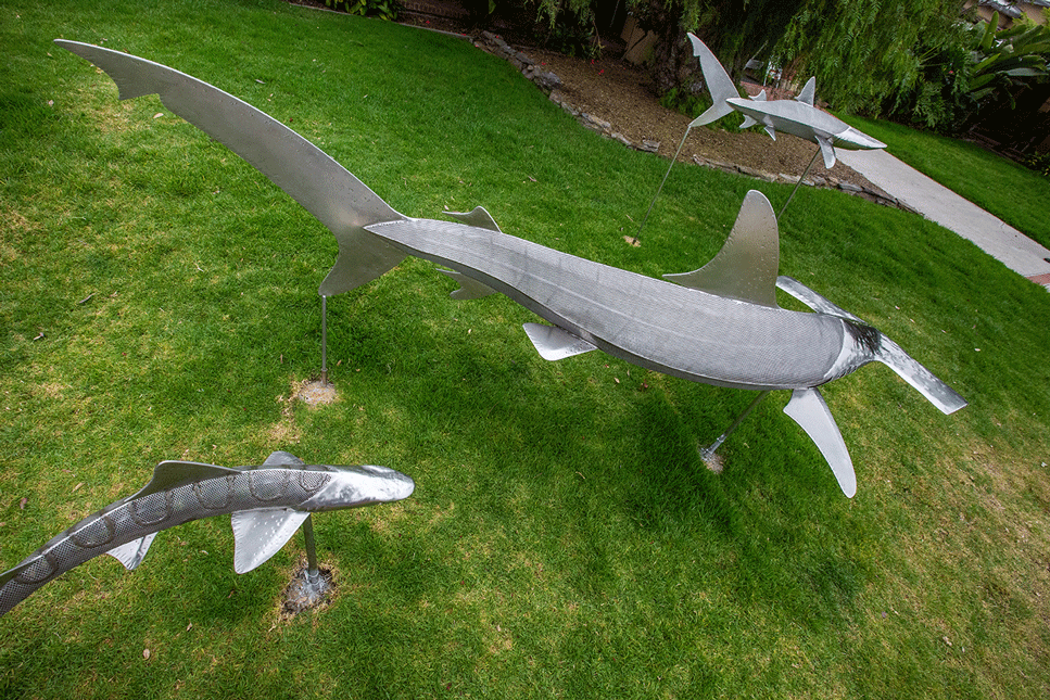 Stainless Steel Sharks Laguna Beach